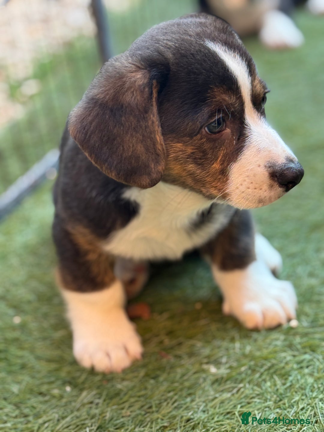 Welsh Corgi Cardigan dogs for sale: Welsh Cardigan Corgis Puppies - Image 10