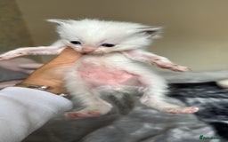 Ragdoll cats for sale: 🐾 Ragdoll Kittens Ready Soon!🐾 in Bridgwater - Image 14