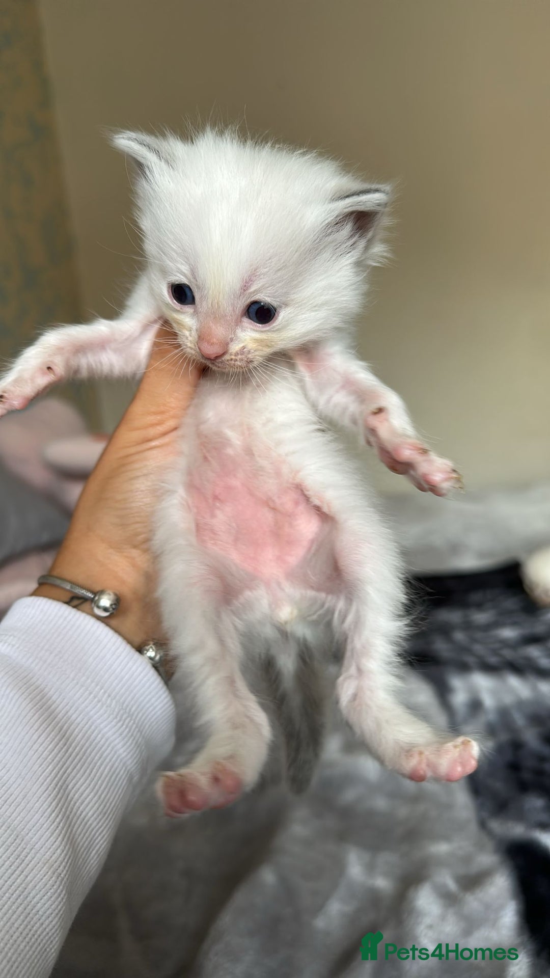 Ragdoll cats for sale: 🐾 Ragdoll Kittens Ready Soon!🐾 in Bridgwater - Image 14