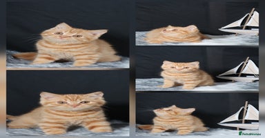 British Shorthair cats - Advert 8