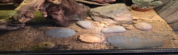 Gecko reptiles for sale: Crocodile Gecko and Vivarium for sale £130 - Advert 5