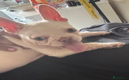 French Bulldog dogs for sale: French Bulldog  - Image 4