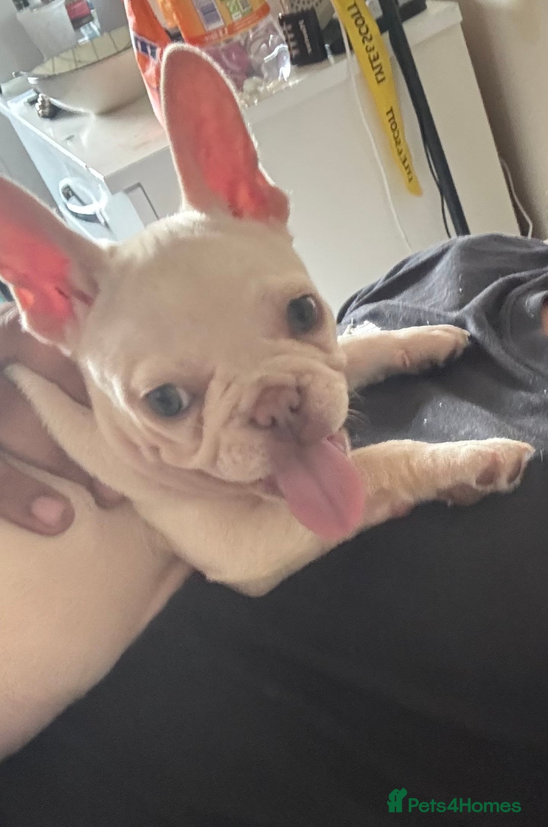 French Bulldog dogs for sale: French Bulldog  - Image 4