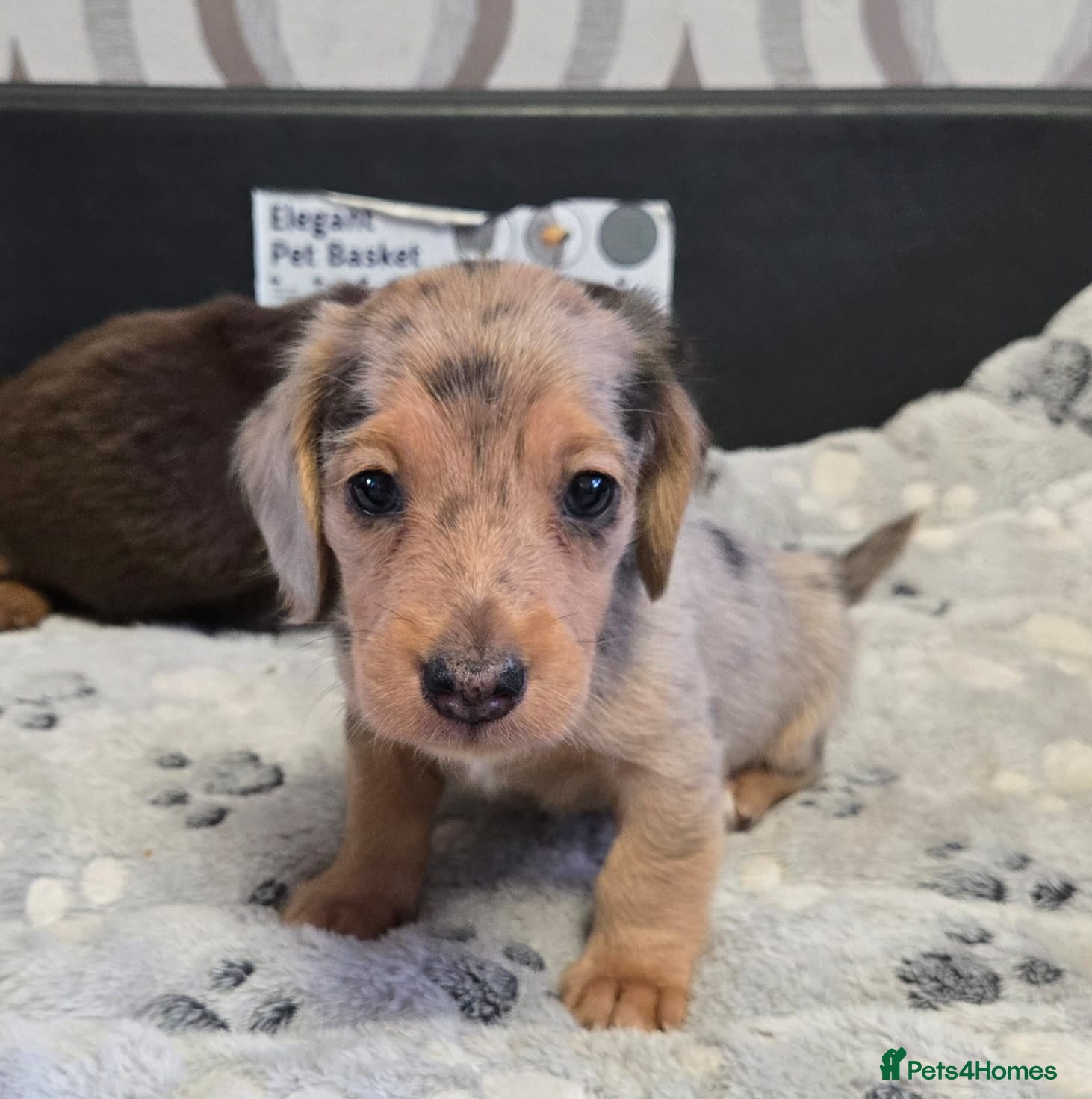 Dachshund dogs 1 boy left‼️Ready to leave on 8th June‼️ - Advert 4