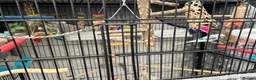 Budgerigars birds for sale: 4 budgies looking for their for ever home.  - Advert 6