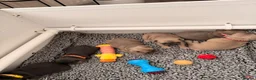 French Bulldog dogs for sale: French bulldog pups - Advert 3