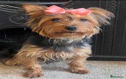Yorkshire Terrier dogs for adoption: Flossie * Yorkshire Terrier * 240727 - Image 1