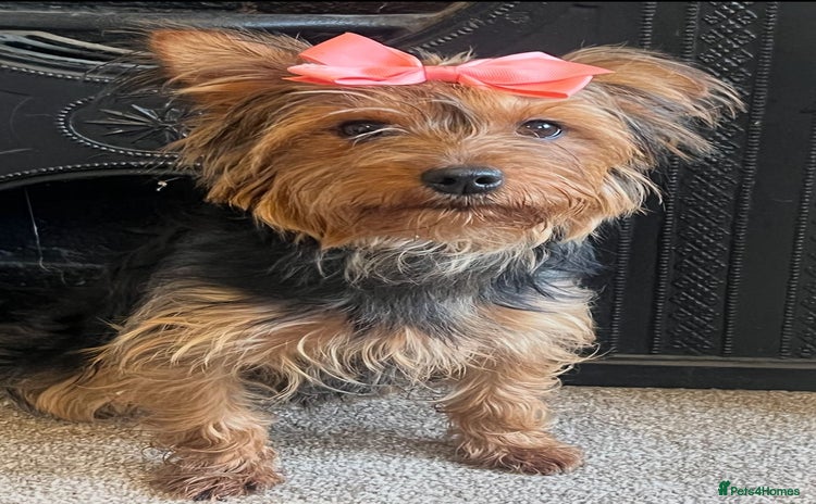 Yorkshire Terrier dogs - Advert 1