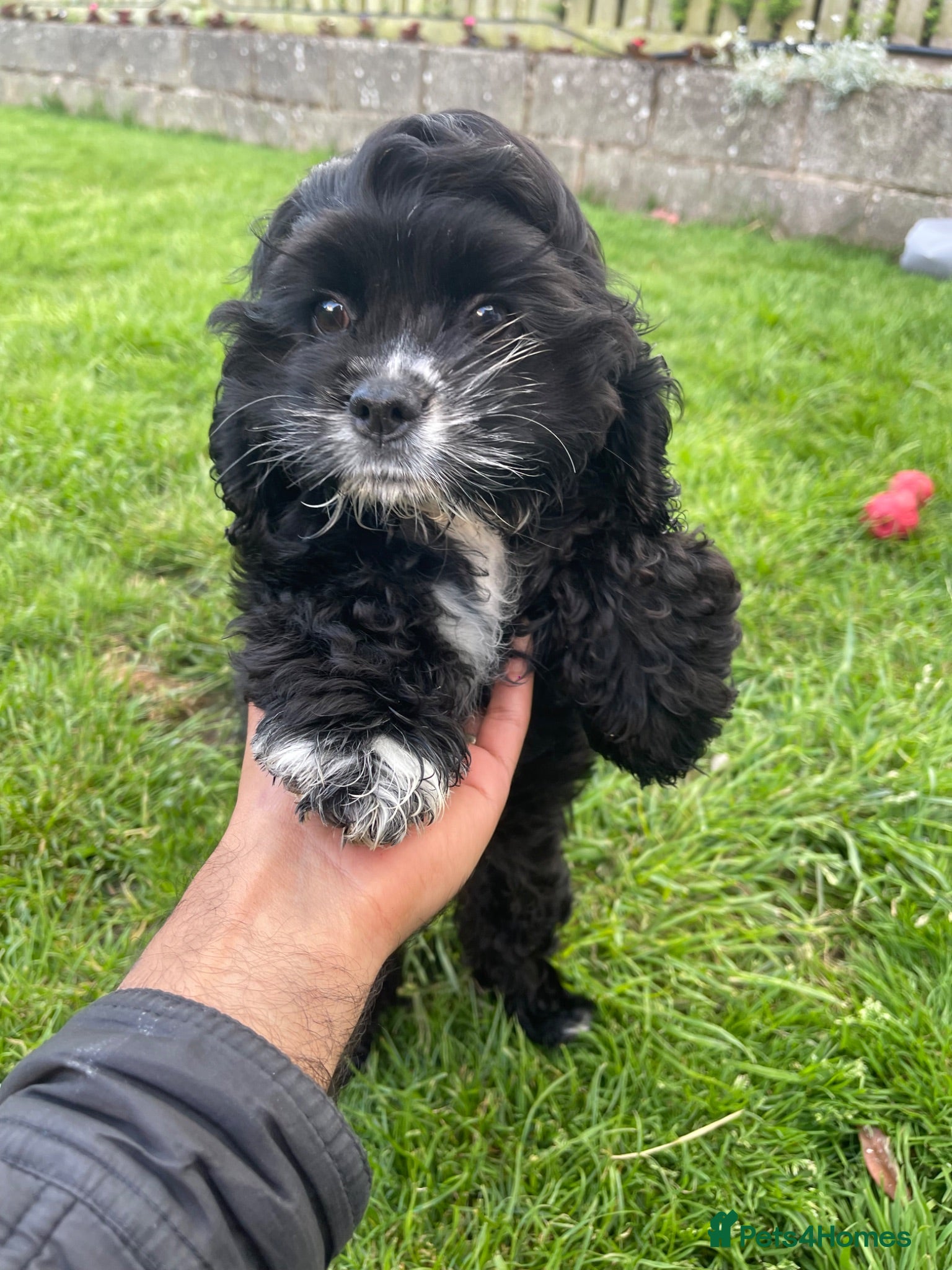 American Cocker Spaniel dogs American cocker spaniel -Now vaccinated!  - Advert 1