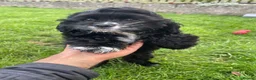 American Cocker Spaniel dogs for sale: American cocker spaniel -Now vaccinated!  - Advert 1