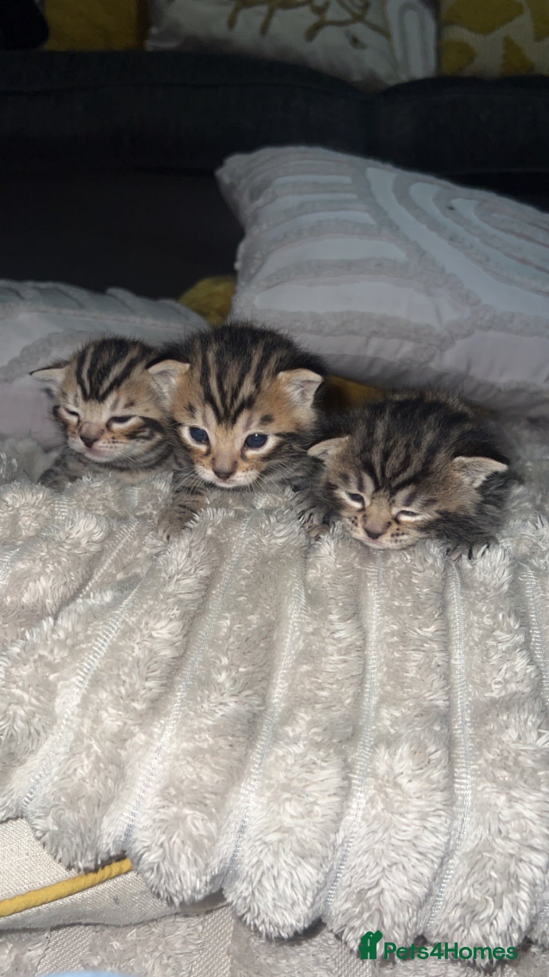 Bengal cats for sale: Beautiful Bengal kittens  - Advert 13
