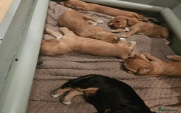 Cocker Spaniel dogs for sale: Health Tested Cocker spaniel puppies  - Advert 21