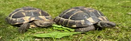 Tortoise reptiles for sale: Two hermans - Advert 2