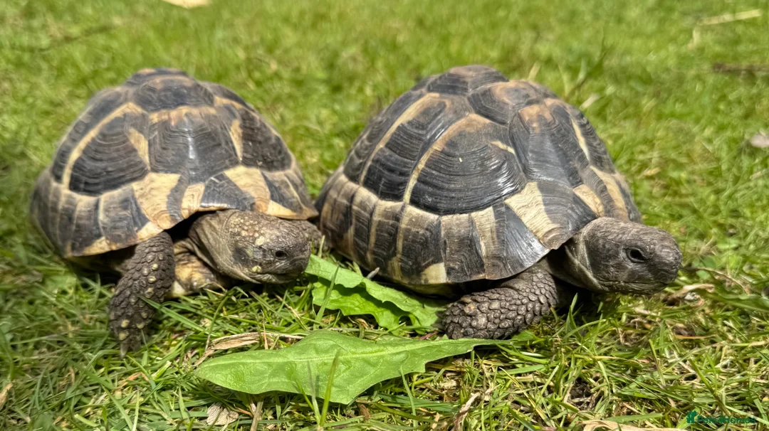 Tortoise reptiles for sale: Two hermans - Advert 2