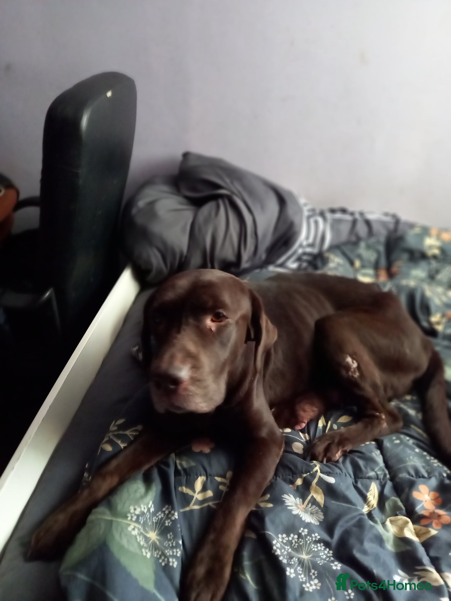 Labrador Retriever dogs Eduard Bielinskij  - Advert 1