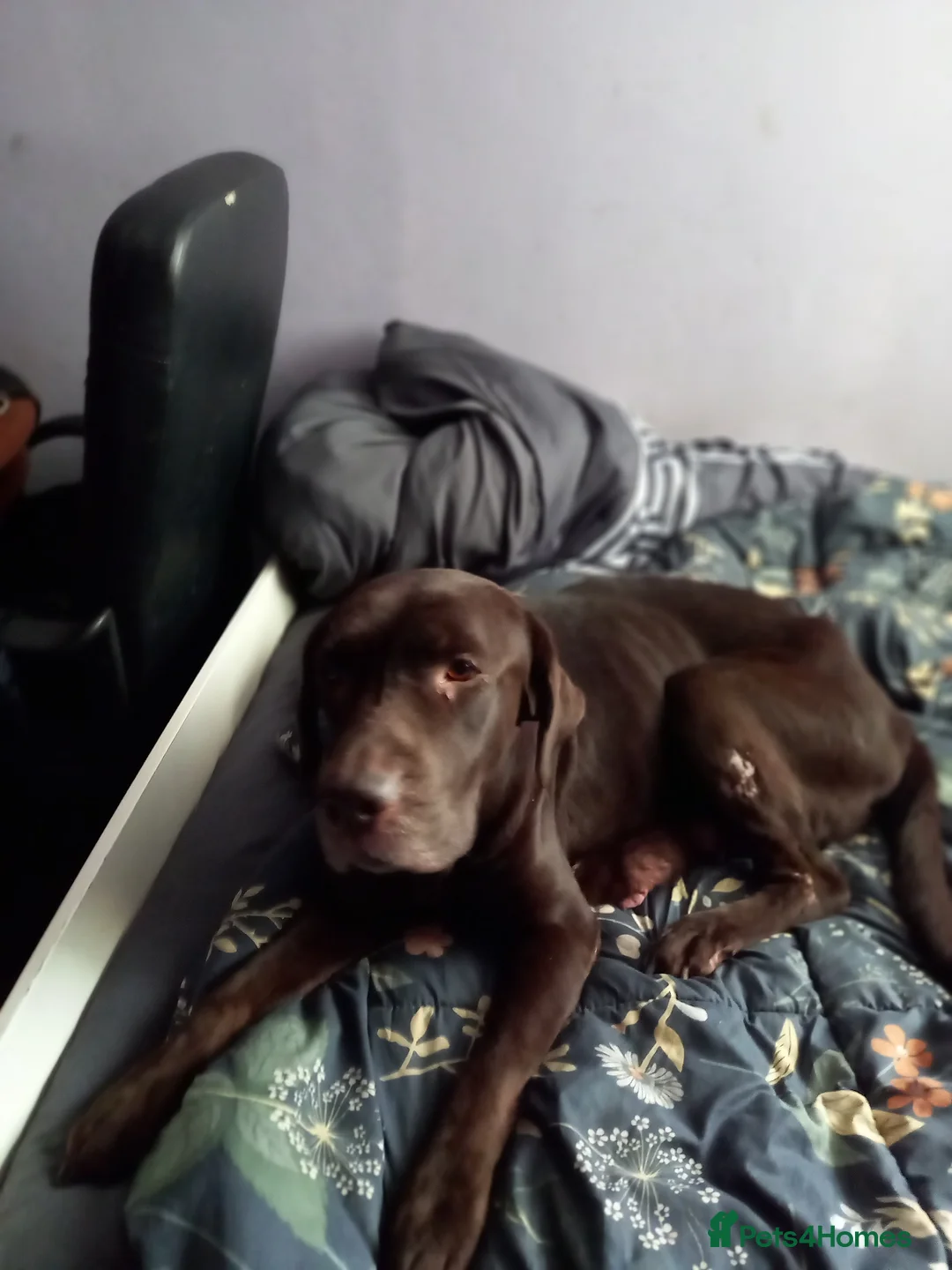 Labrador Retriever dogs for sale: Eduard Bielinskij  - Advert 1