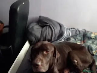 Labrador Retriever dogs Eduard Bielinskij - Advert 1