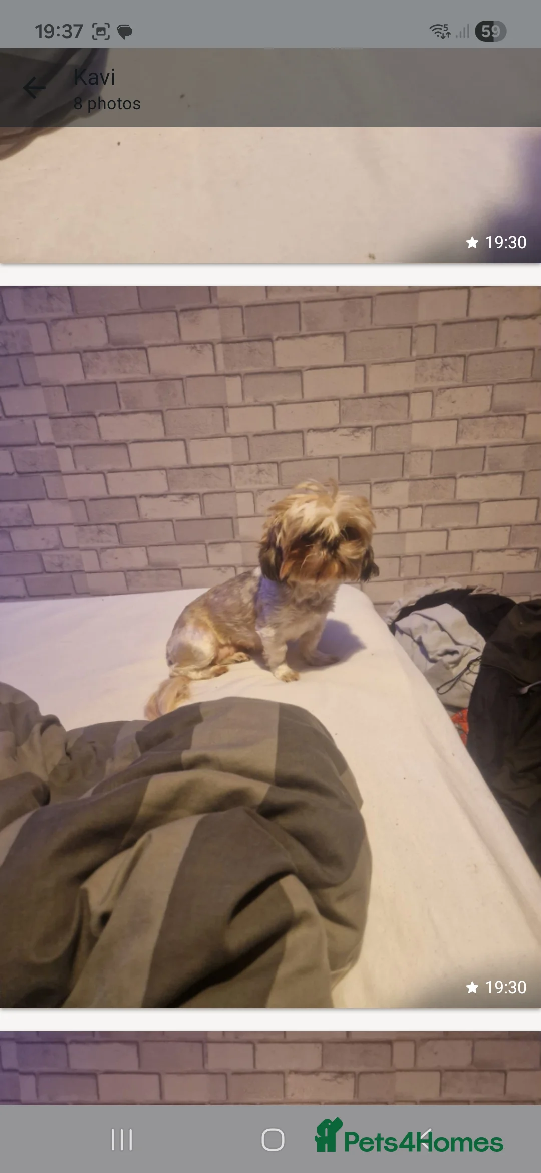 Shih Tzu dogs for sale: Female - Advert 7