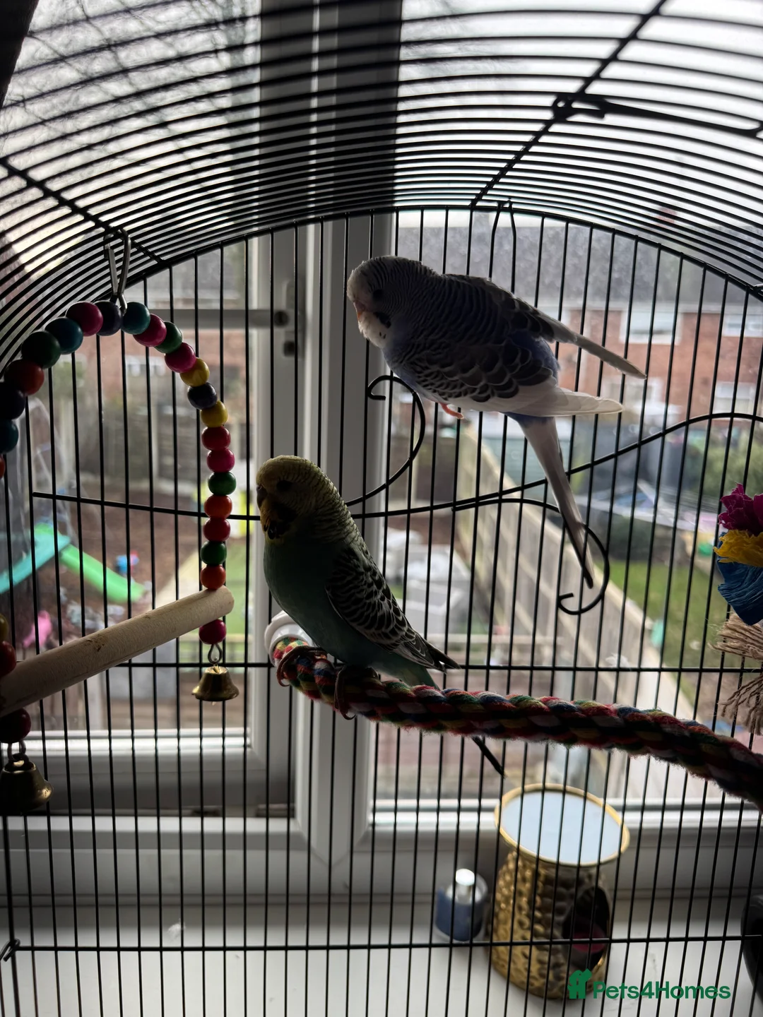 Budgerigars birds for sale: two budgies looking for new homes  - Advert 4