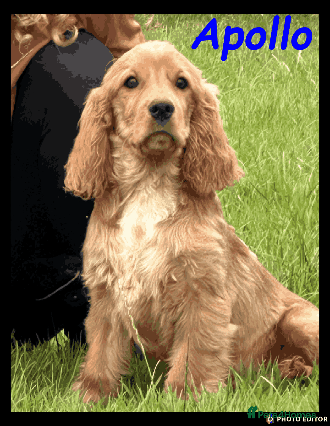 Cockalier dogs for sale: Beautiful Cockalier Puppy – Ready Now 🐶💙 - Image 4