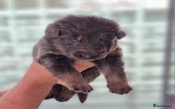 German Shepherd dogs for sale:  kc,health tested straight back german shepherd - Image 22