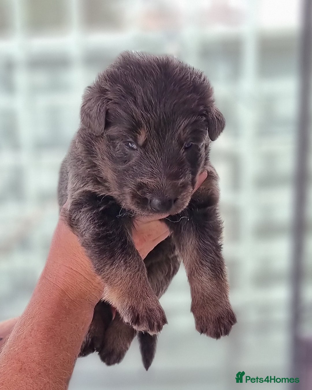 German Shepherd dogs for sale:  kc,health tested straight back german shepherd - Image 22