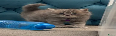 British Shorthair Kitten 3