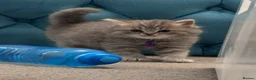 British Shorthair cats for sale: 🐾 Stunning British Shorthair × Persian Kittens 🐾 - Advert 15