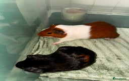 Guinea Pig rodents for sale: Male guinea pigs  - Advert 1