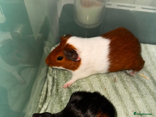 Guinea Pig rodents Male guinea pigs - Advert 1