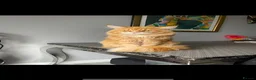 Maine Coon cats for sale: Maine coon kittens  - Advert 33
