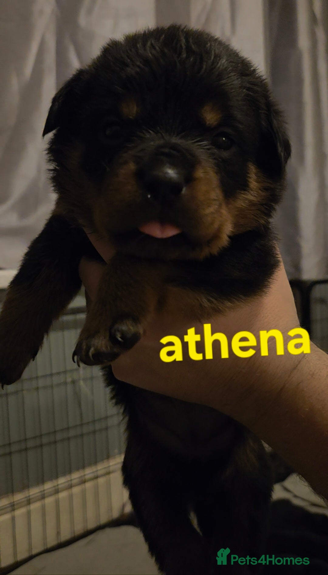 Rottweiler dogs for sale: Rottweiler puppies - Advert 38