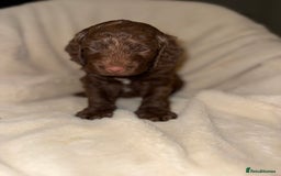 Cockapoo dogs for sale: F1 Cockapoo puppies  - Image 3