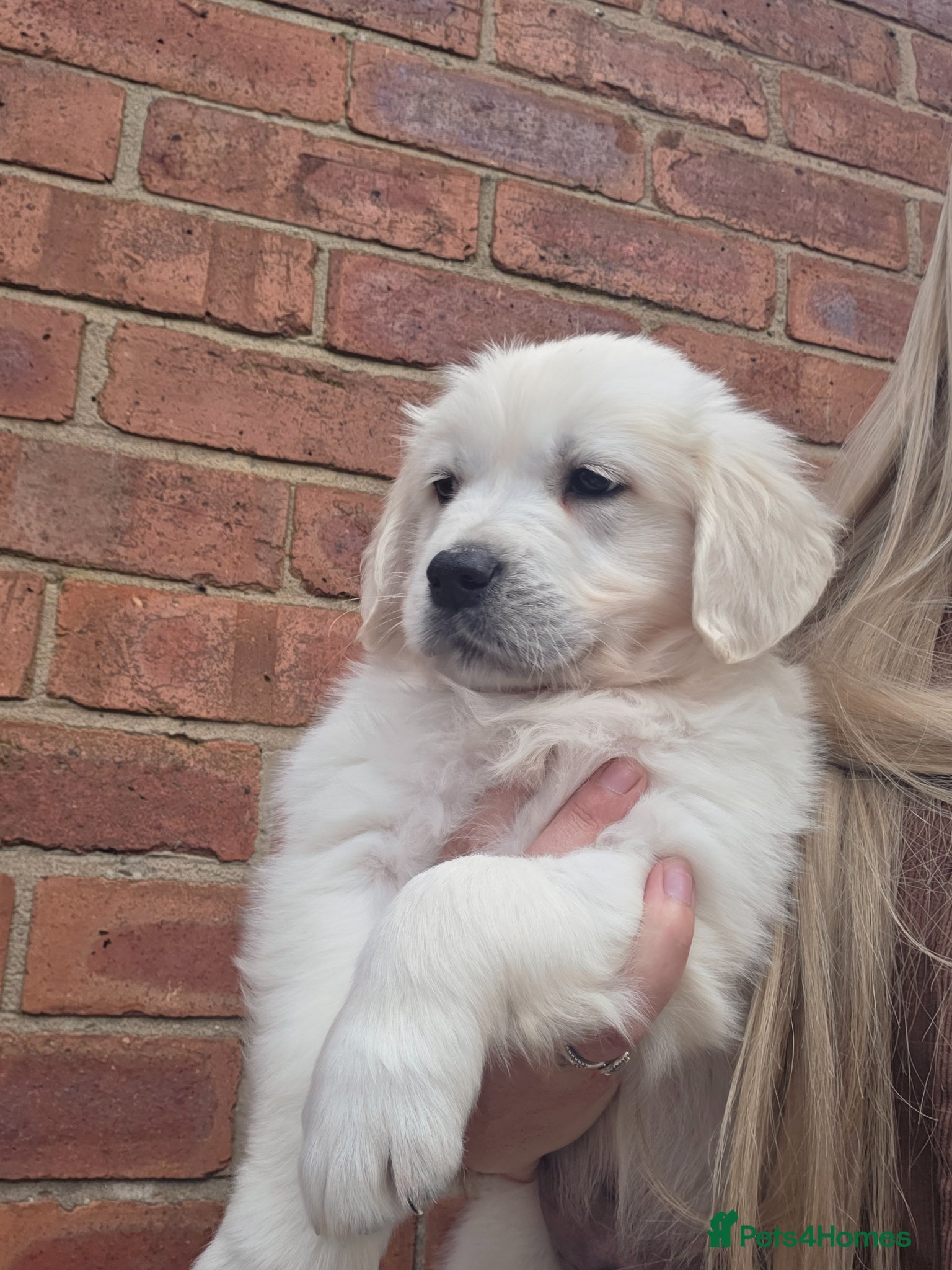 Golden Retriever dogs Extensively Health Tested English Cream Puppies - Advert 2