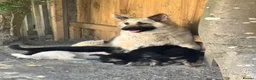 German Shepherd dogs for sale: Black and silver female puppy - Advert 2