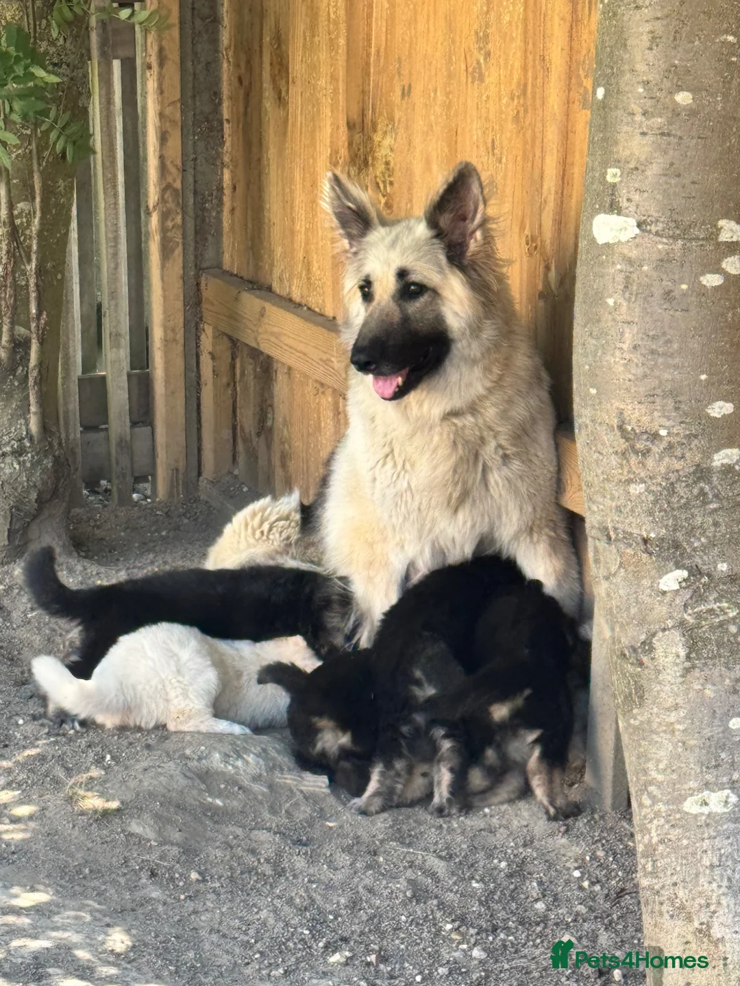 German Shepherd dogs for sale: Black and silver female puppy - Advert 2