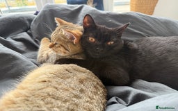 British Shorthair cats for sale: 3 BSH Chinchilla kittens, sale £250, 18 Weeks.  - Image 4