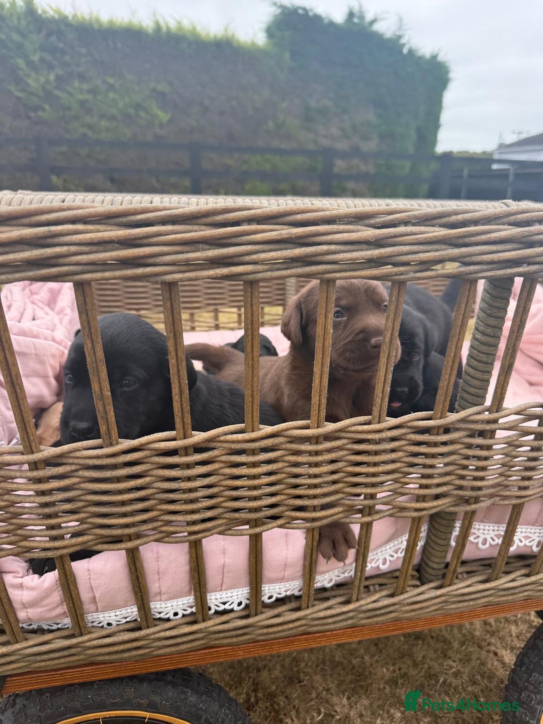Labrador Retriever dogs for sale: Beautiful KC Registered Labrador Puppies - Image 5