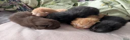 Mixed Breed cats for sale: Adorable Kittens Looking for Their Forever Homes - Advert 1