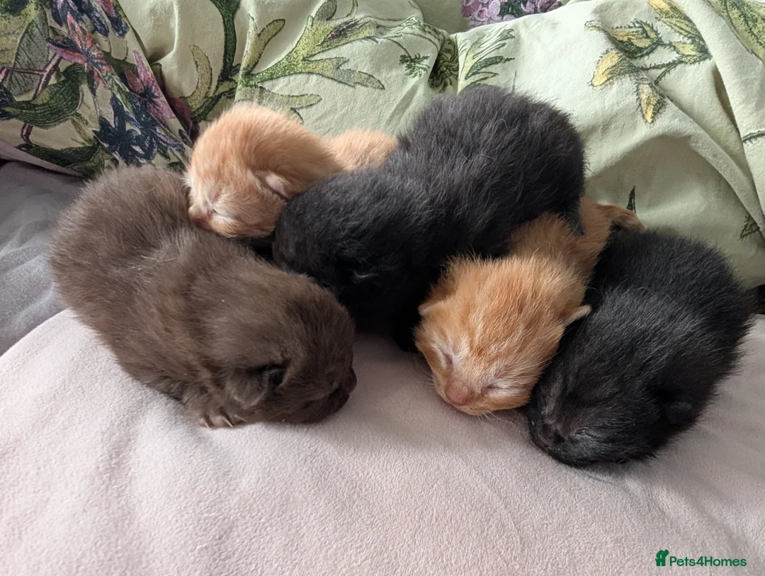 Mixed Breed cats for sale: Adorable Kittens Looking for Their Forever Homes - Advert 1