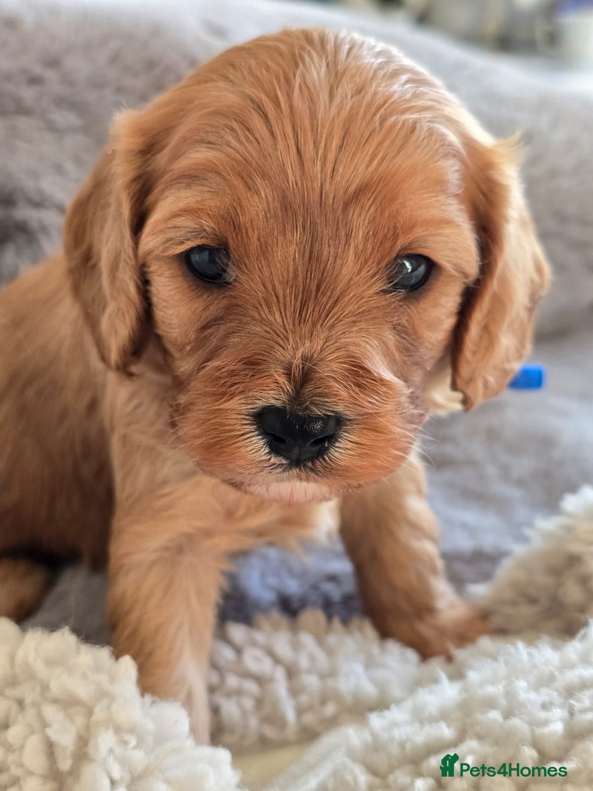 Cavapoo dogs Cavapoo Toy F1 ❤️ DNA TESTED - Advert 13