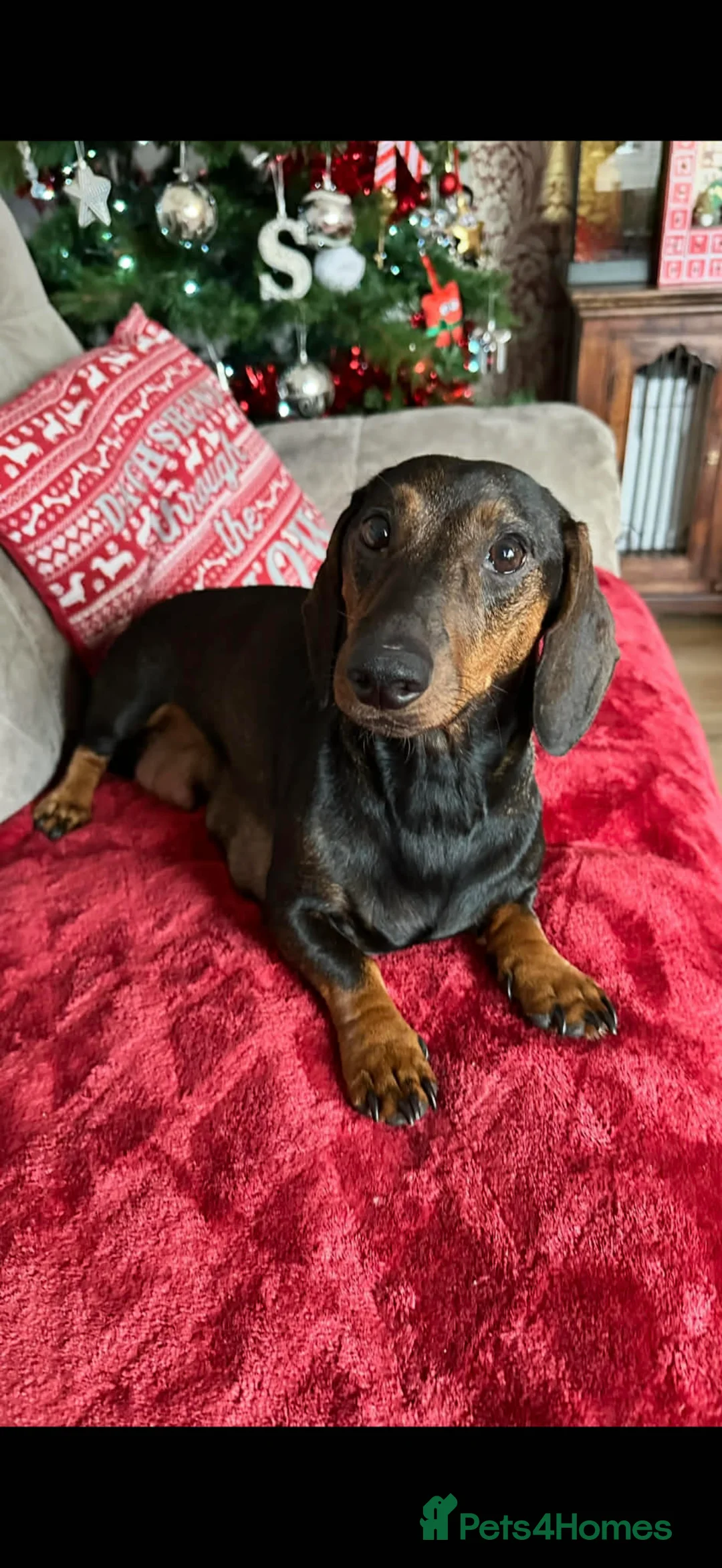 Dachshund dogs for sale: Beautiful dachshund puppies - Advert 13