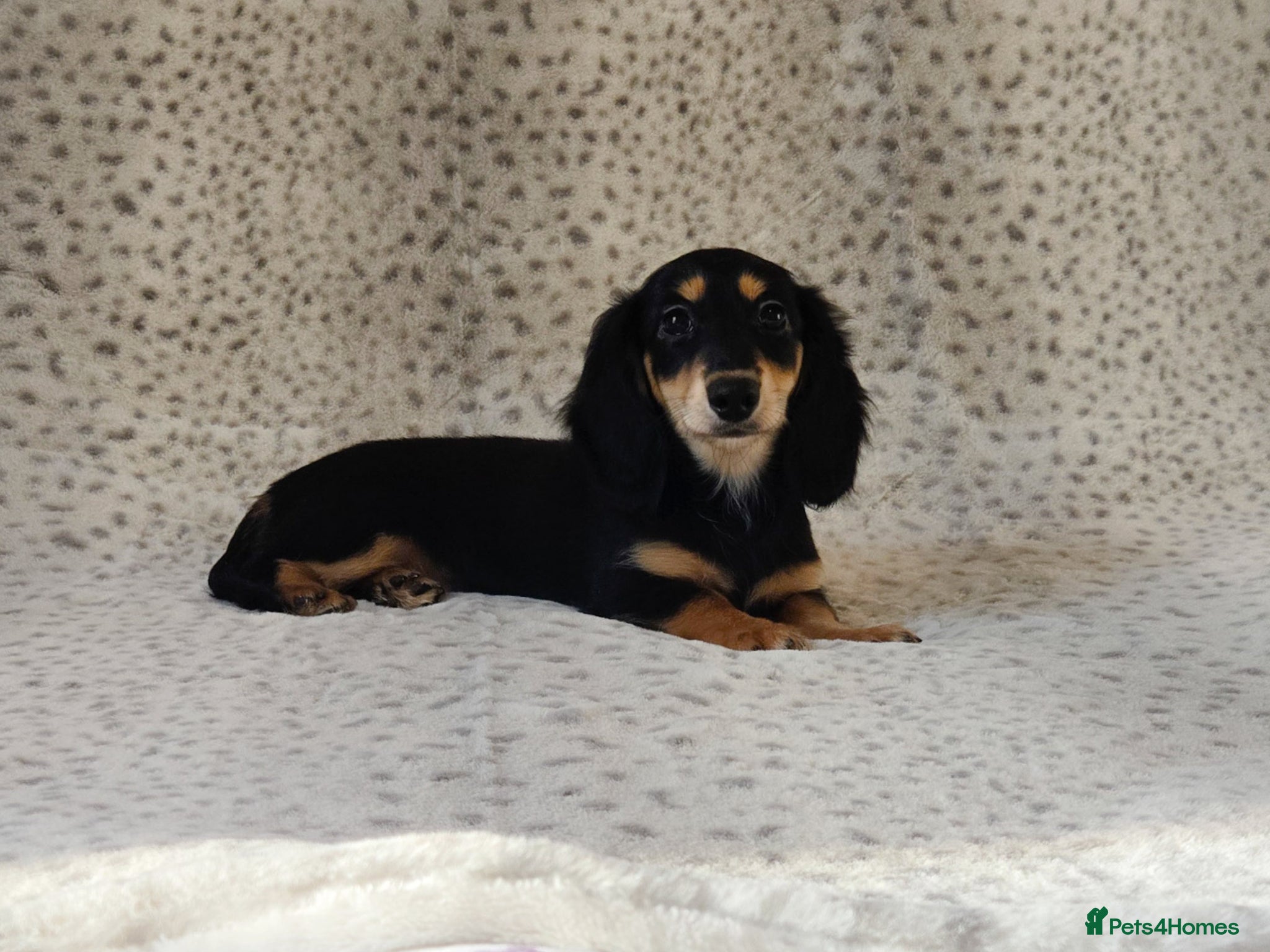 Miniature Dachshund dogs Mini Longcoat Dachshund Puppies - Advert 3