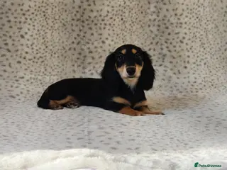 Miniature Dachshund dogs Mini Longcoat Dachshund Puppies - Advert 7
