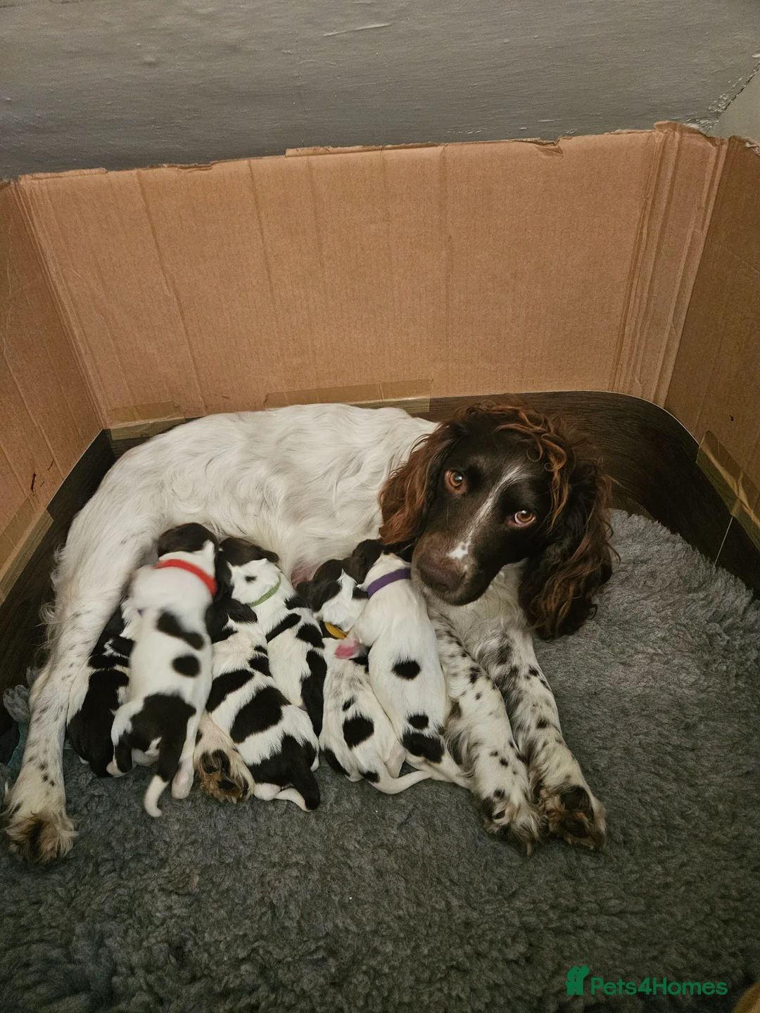 English Springer Spaniel dogs for sale: All Bitch's - Advert 1