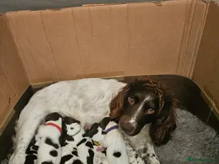 English Springer Spaniel dogs All Bitch's - Advert 18