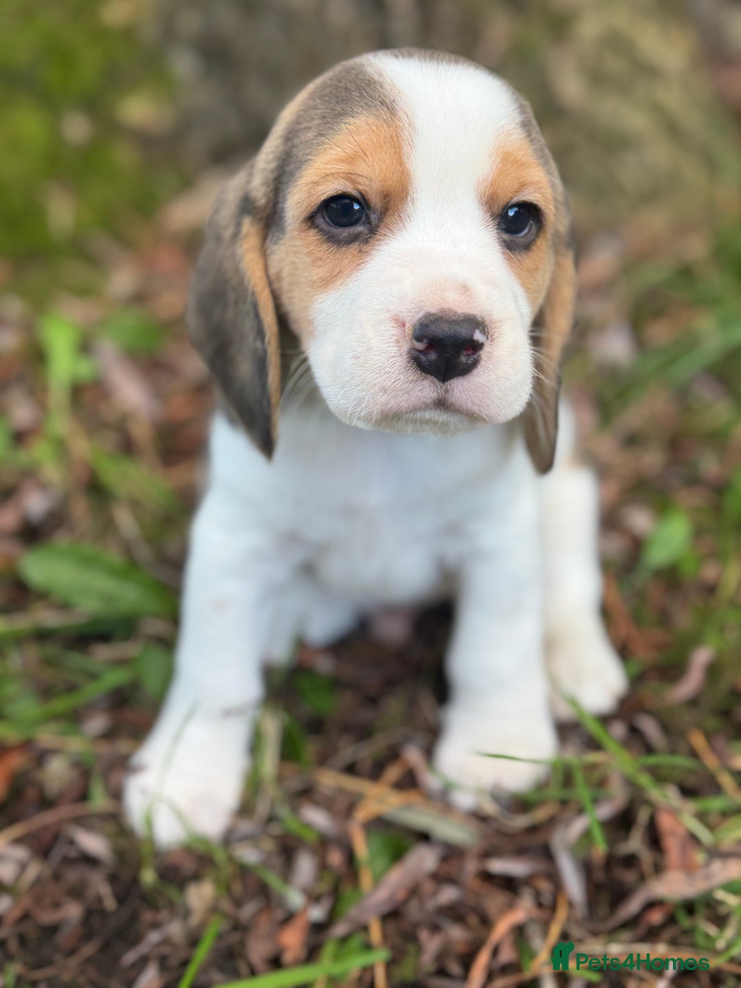Beagle dogs for sale: KC REGISTERED SHOW TUOE BEAGLE PUPPIES  - Image 12