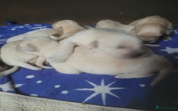 Golden Retriever dogs for sale: Golden Retriever - Image 2