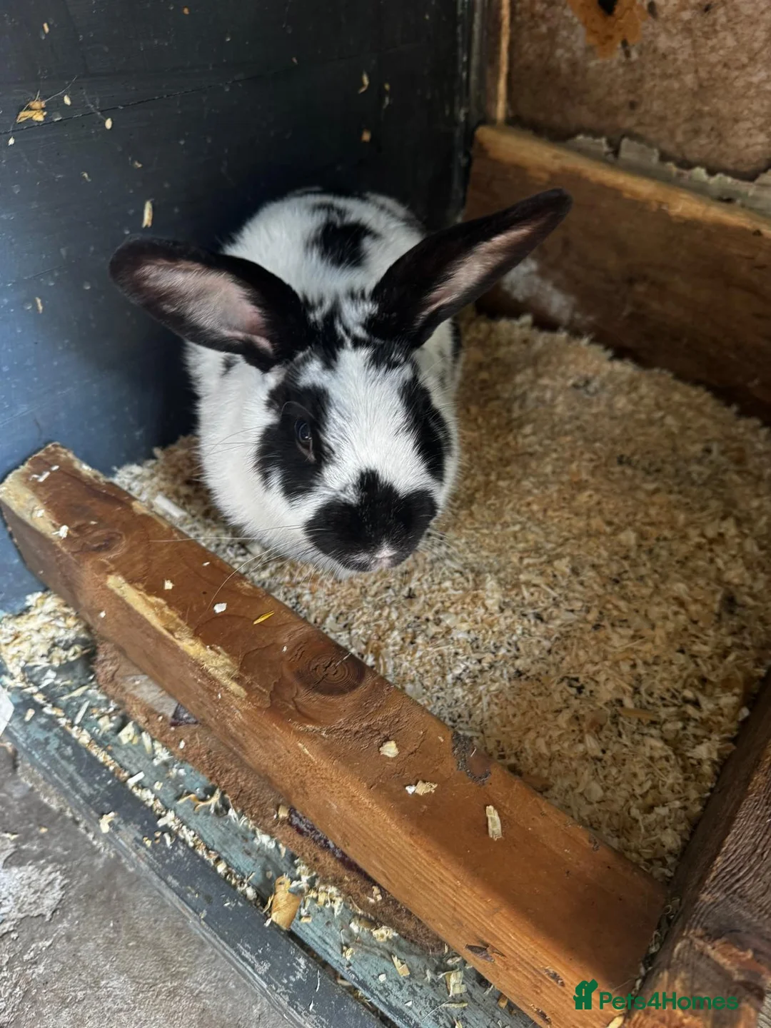 Mixed Breed rabbits for sale: Bunnies and Mom  For Sale🐇 🐇  - Advert 2