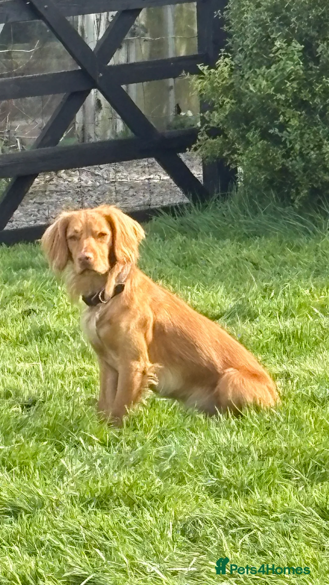 Cocker Spaniel dogs for sale: Cocker Ralph 14 months old - Advert 2